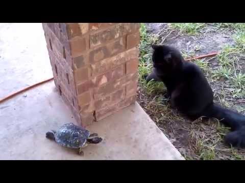 Cat and turtle