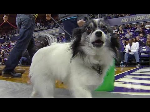 Dogs crash Washington Huskies’ game